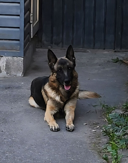 Вязка: Немецкая овчарка, Самец, 3 года, С прививкой, С родословной Бишкек - изображение 1