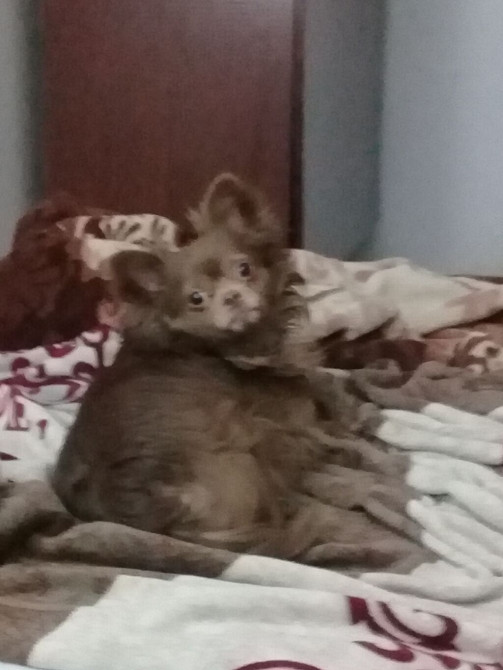 Вязка: Пекинес, Самец, Более 5 лет Бишкек - изображение 1