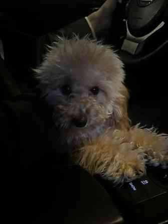 Предлагается к вязке кобель ???? Мальчик, здоровый, активный. Порода Бишкек