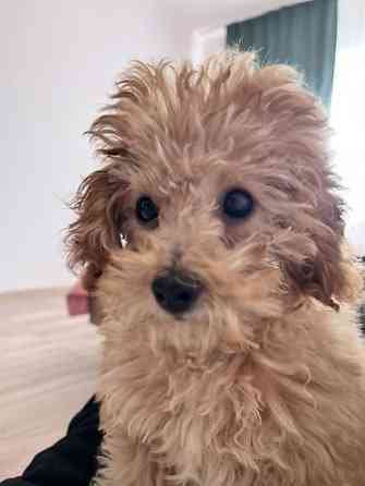 Предлагается к вязке кобель ???? Мальчик, здоровый, активный. Порода Бишкек