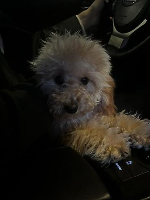 Предлагается к вязке кобель ???? Мальчик, здоровый, активный. Порода Бишкек - изображение 2