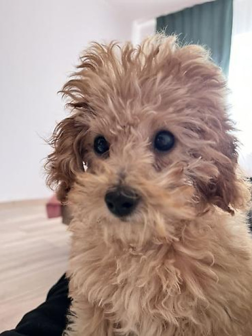 Предлагается к вязке кобель ???? Мальчик, здоровый, активный. Порода Бишкек - изображение 1