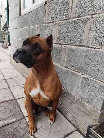 Вязка: Боксёр, Самец, 3 года, С прививкой Бишкек