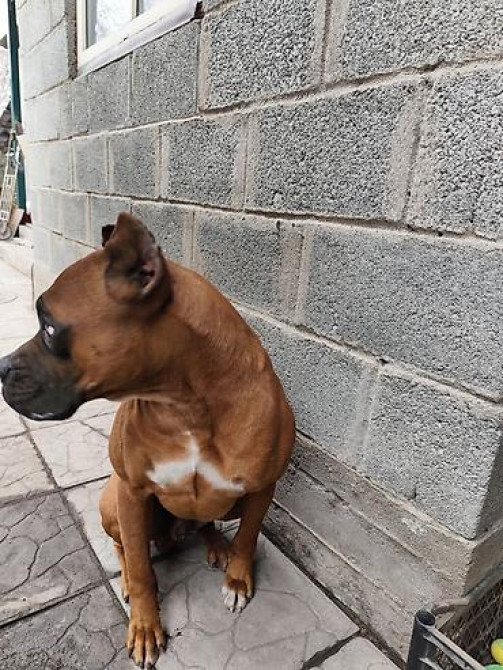 Вязка: Боксёр, Самец, 3 года, С прививкой Бишкек - изображение 4