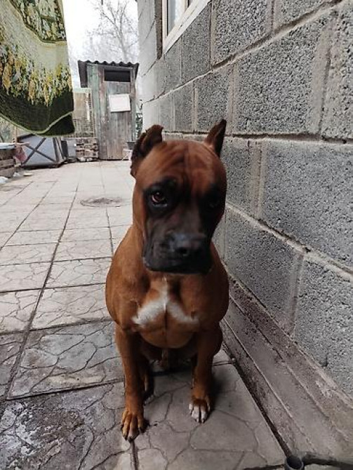 Вязка: Боксёр, Самец, 3 года, С прививкой Бишкек - изображение 2