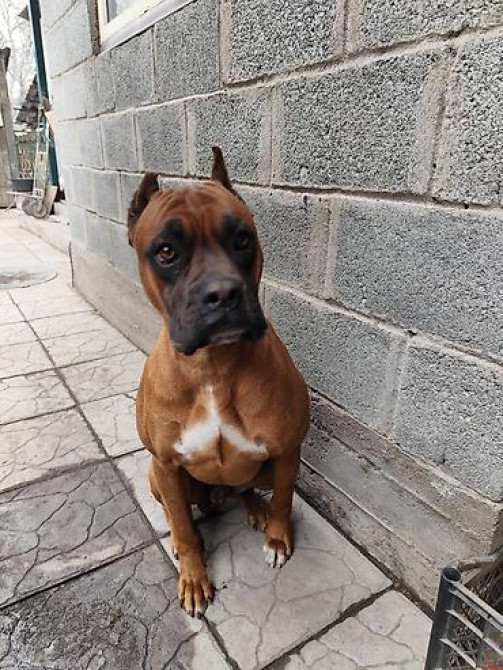 Вязка: Боксёр, Самец, 3 года, С прививкой Бишкек - изображение 3