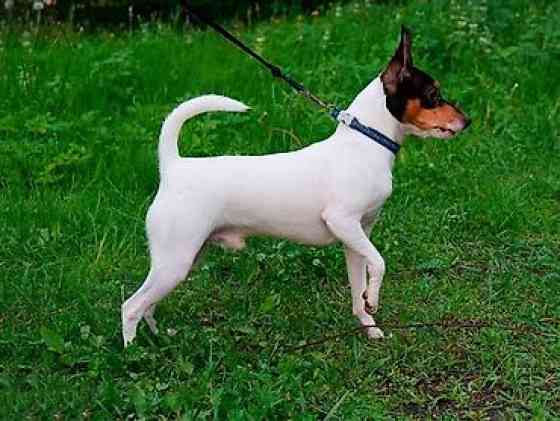 Вязка: Самец, 3 года, С прививкой Бишкек