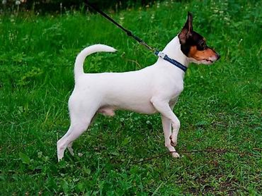 Вязка: Самец, 3 года, С прививкой Бишкек - изображение 1