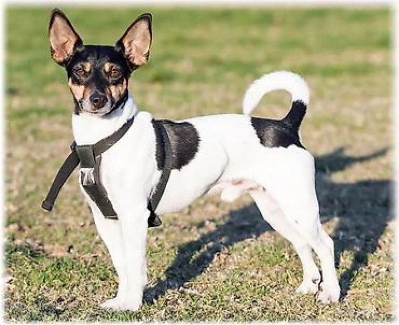 Вязка: Самец, 3 года, С прививкой Бишкек - изображение 2