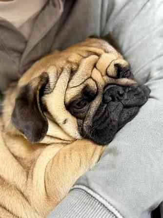 Вязка: Мопс, Самец, 2 года, С родословной, С прививкой Бишкек