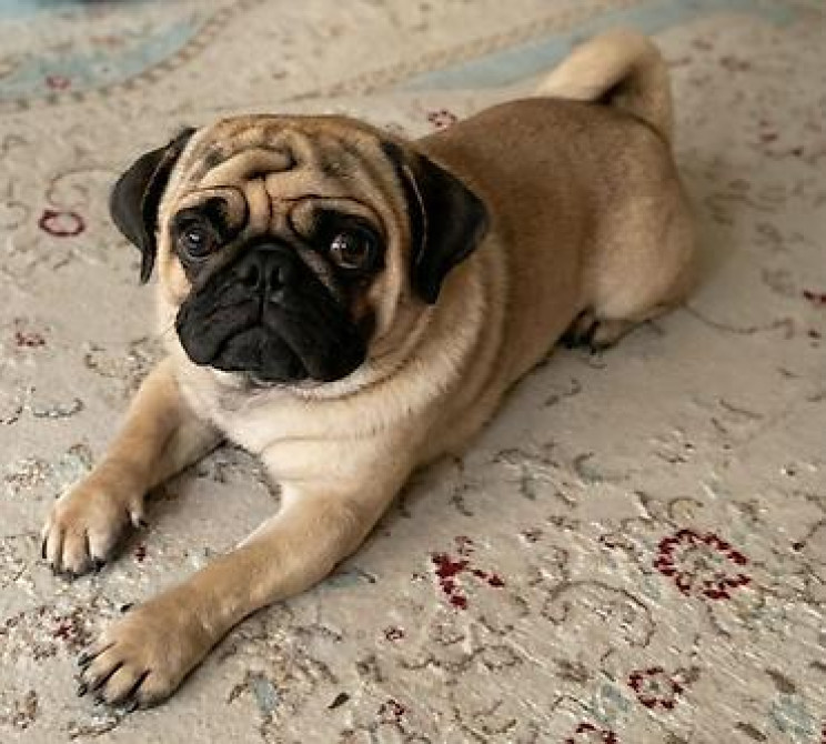 Вязка: Мопс, Самец, 2 года, С родословной, С прививкой Бишкек - изображение 1