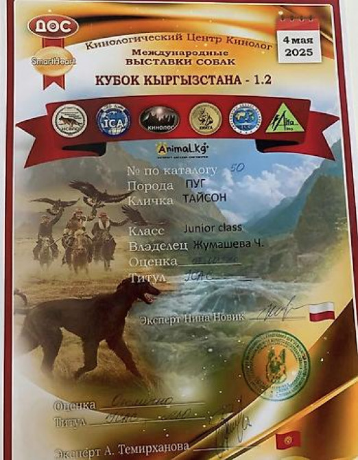 Вязка: Мопс, Самец, 2 года, С родословной, С прививкой Бишкек - изображение 3