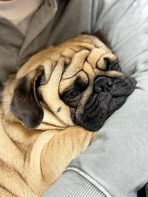 Вязка: Мопс, Самец, 2 года, С родословной, С прививкой Бишкек - изображение 2