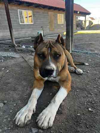 Вязка: Амстафф, Самец, 1 год Бишкек