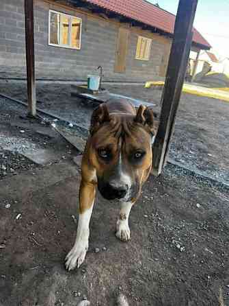 Вязка: Амстафф, Самец, 1 год Бишкек