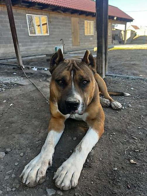 Вязка: Амстафф, Самец, 1 год Бишкек - изображение 3