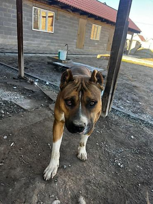 Вязка: Амстафф, Самец, 1 год Бишкек - изображение 2