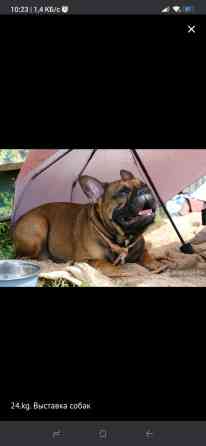 Вязка: Бульдог, Самец, 3 года, С родословной Бишкек