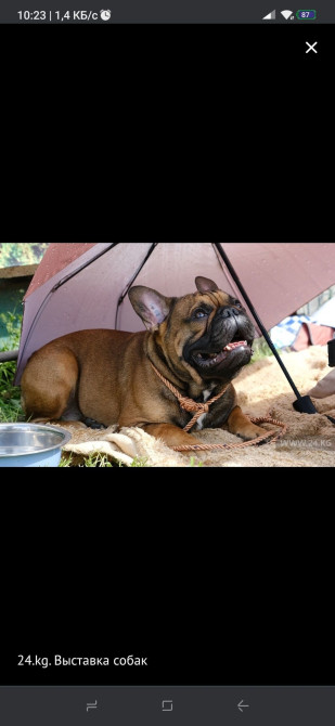 Вязка: Бульдог, Самец, 3 года, С родословной Бишкек - изображение 1