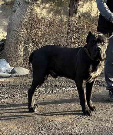 Вязка: Кане-корсо, Самец, 3 года Бишкек