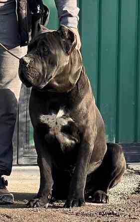 Вязка: Кане-корсо, Самец, 3 года Бишкек