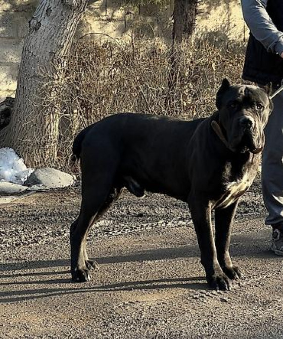 Вязка: Кане-корсо, Самец, 3 года Бишкек - изображение 2