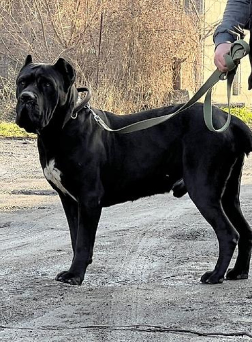 Вязка: Кане-корсо, Самец, 3 года Бишкек - изображение 3