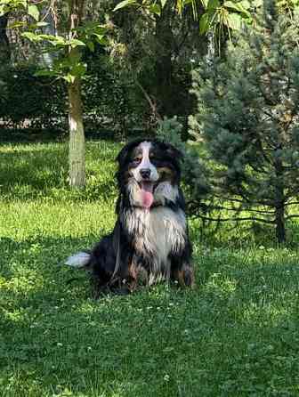 Вязка: Бернский зенненхунд, Самец, 2 года, С прививкой Бишкек