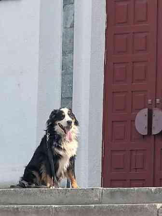 Вязка: Бернский зенненхунд, Самец, 2 года, С прививкой Бишкек