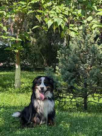 Вязка: Бернский зенненхунд, Самец, 2 года, С прививкой Бишкек