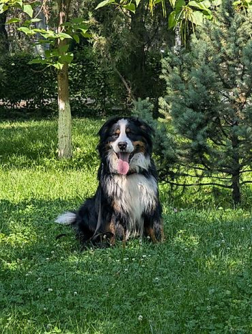 Вязка: Бернский зенненхунд, Самец, 2 года, С прививкой Бишкек - изображение 1