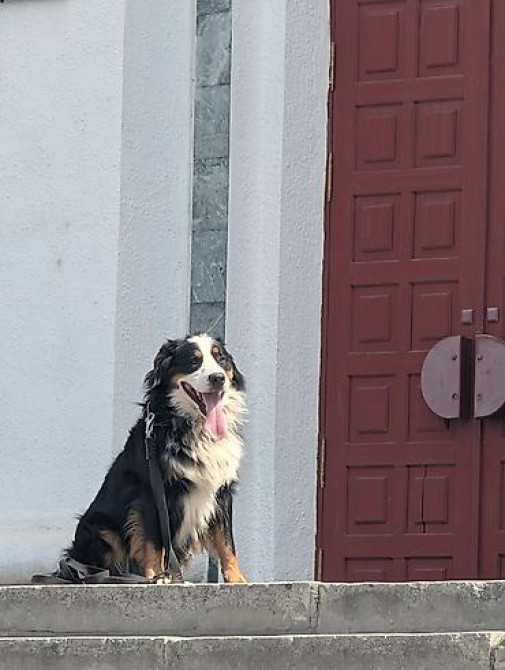 Вязка: Бернский зенненхунд, Самец, 2 года, С прививкой Бишкек - изображение 2