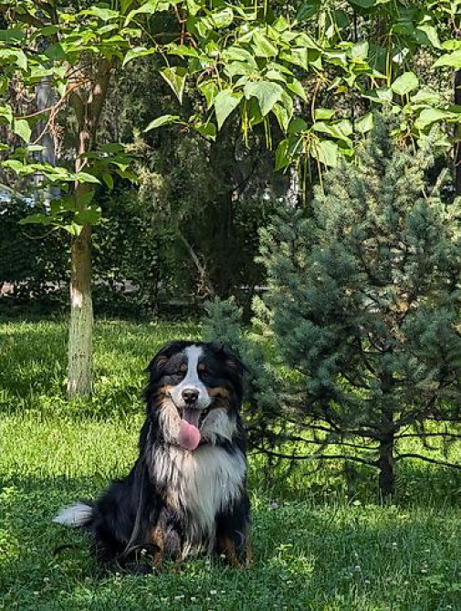 Вязка: Бернский зенненхунд, Самец, 2 года, С прививкой Бишкек - изображение 4