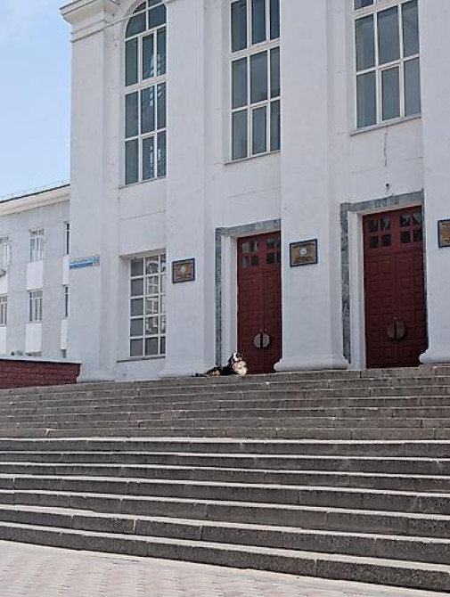 Вязка: Бернский зенненхунд, Самец, 2 года, С прививкой Бишкек - изображение 3