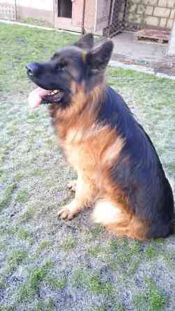 Овчарка кобель.Овчарка длинно щерстная для вязки Бишкек