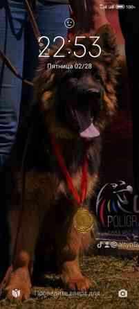 Овчарка кобель.Овчарка длинно щерстная для вязки Бишкек