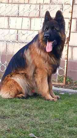Овчарка кобель.Овчарка длинно щерстная для вязки Бишкек
