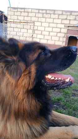 Овчарка кобель.Овчарка длинно щерстная для вязки Бишкек