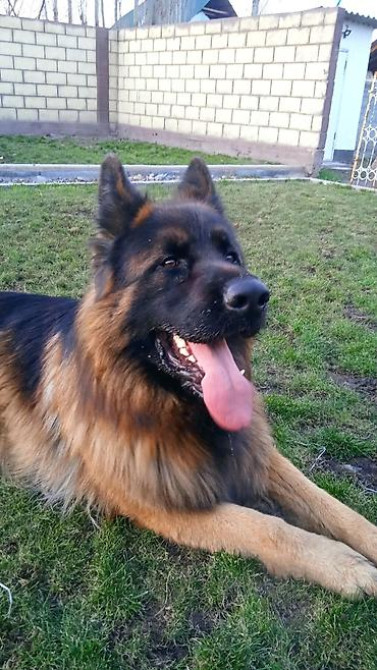 Овчарка кобель.Овчарка длинно щерстная для вязки Бишкек - изображение 3