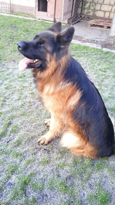 Овчарка кобель.Овчарка длинно щерстная для вязки Бишкек - изображение 5