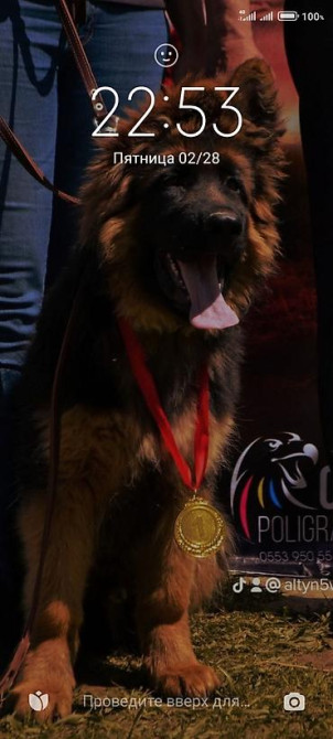 Овчарка кобель.Овчарка длинно щерстная для вязки Бишкек - изображение 6