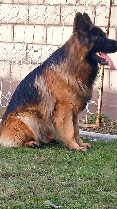 Овчарка кобель.Овчарка длинно щерстная для вязки Бишкек - изображение 1