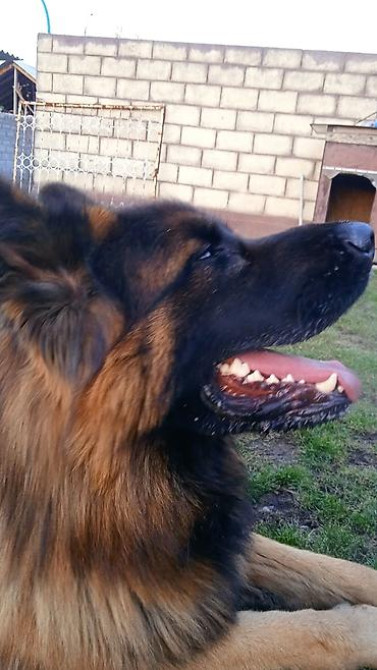 Овчарка кобель.Овчарка длинно щерстная для вязки Бишкек - изображение 2