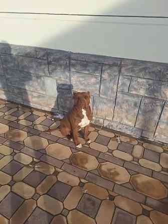 Вязка: Американский булли, Самец, 2 года Бишкек