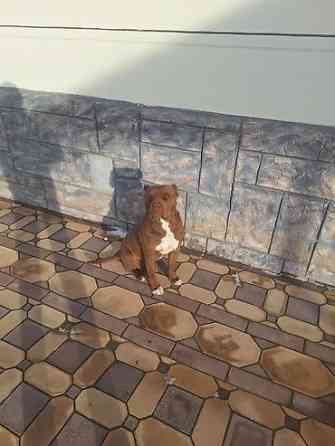 Вязка: Американский булли, Самец, 2 года Бишкек