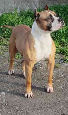 Вязка: Амстафф, Самец, 5 лет, С прививкой Бишкек