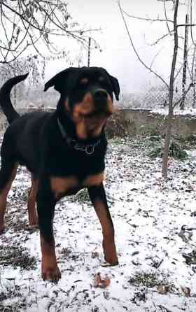 Вязка: Ротвейлер, Самец, 5 лет Бишкек