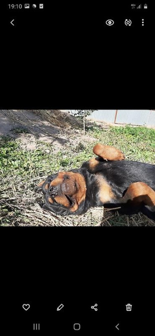 Вязка: Ротвейлер, Самец, 5 лет Бишкек - изображение 4