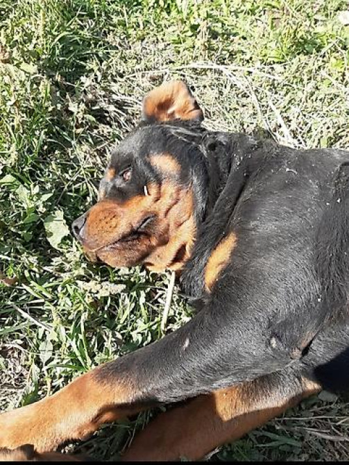 Вязка: Ротвейлер, Самец, 5 лет Бишкек - изображение 3