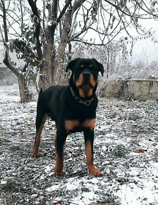 Вязка: Ротвейлер, Самец, 5 лет Бишкек - изображение 2